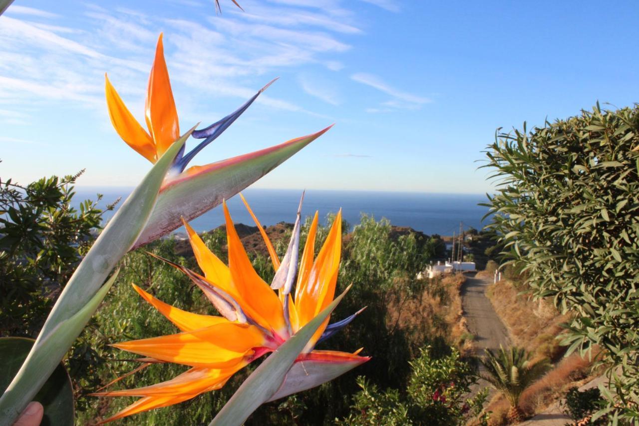 Villa Tranquila - Costa Del Sol - Great Seaview - Priv Pool - 3 Bed Torrox Exterior foto